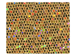128 Light Gold Scale